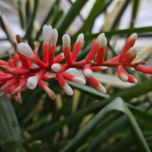 Aechmea gamosepala 'nivea'