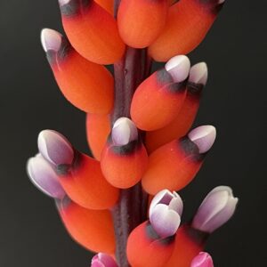 Aechmea victoriana var. discolor (B12)