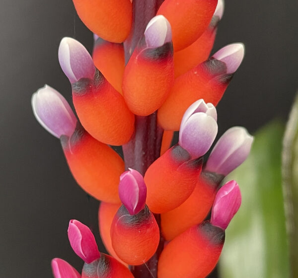 Discolor Aechmea victoriana var. discolor (B12) | holm-orchideen.de