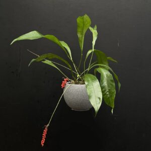Anthurium gracile