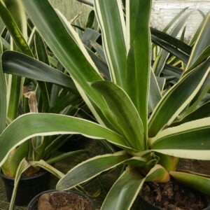 Edmundoa lindenii 'albomarginata' (former: Canistrum)
