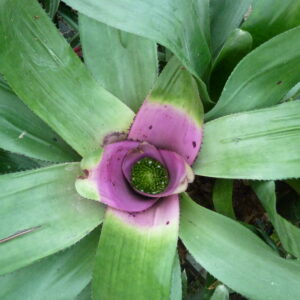 Neoregelia concentrica (Große Form)