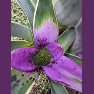 Neoregelia concentrica 'Albomarginata' (Große Form)