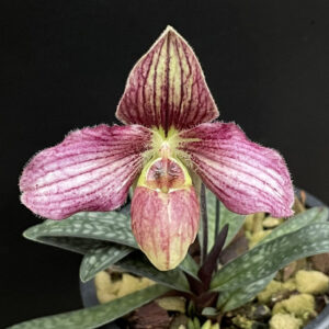 Paphiopedilum Lai-Roong (thaianum x rungsuriyanum) Klon 1