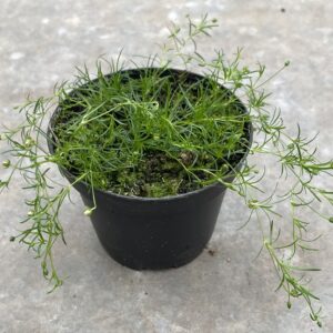 Sagina procumbens (niederliegendes Mastkraut)
