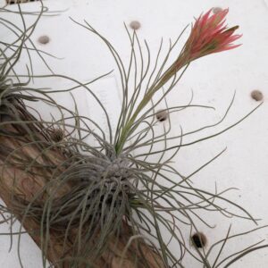 Tillandsia caballosensis