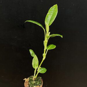 Anthurium species (aristatum Sodiroi?, mindense Croat?)