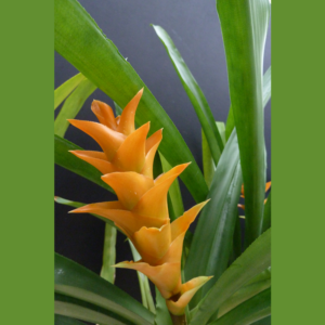 Canistropsis seidelii
