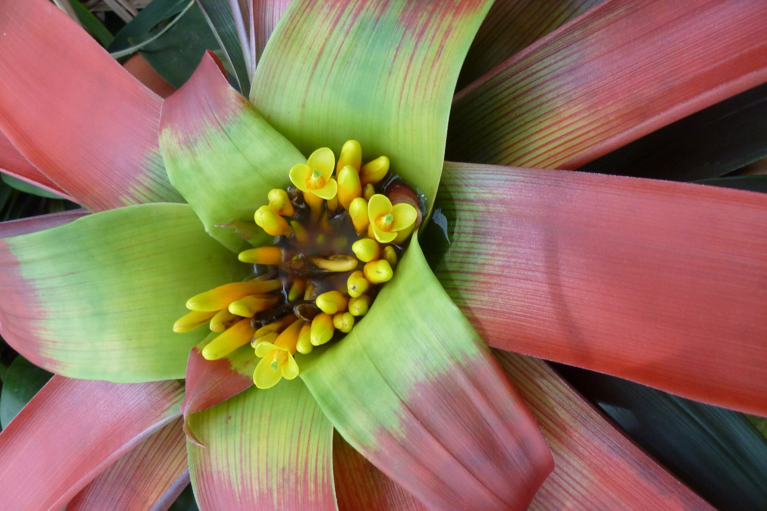 Guzmania sanguinea – Bild 6