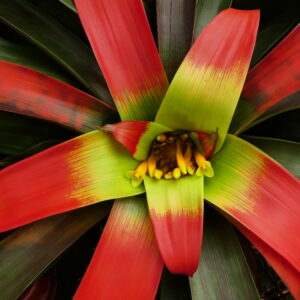 Guzmania sanguinea