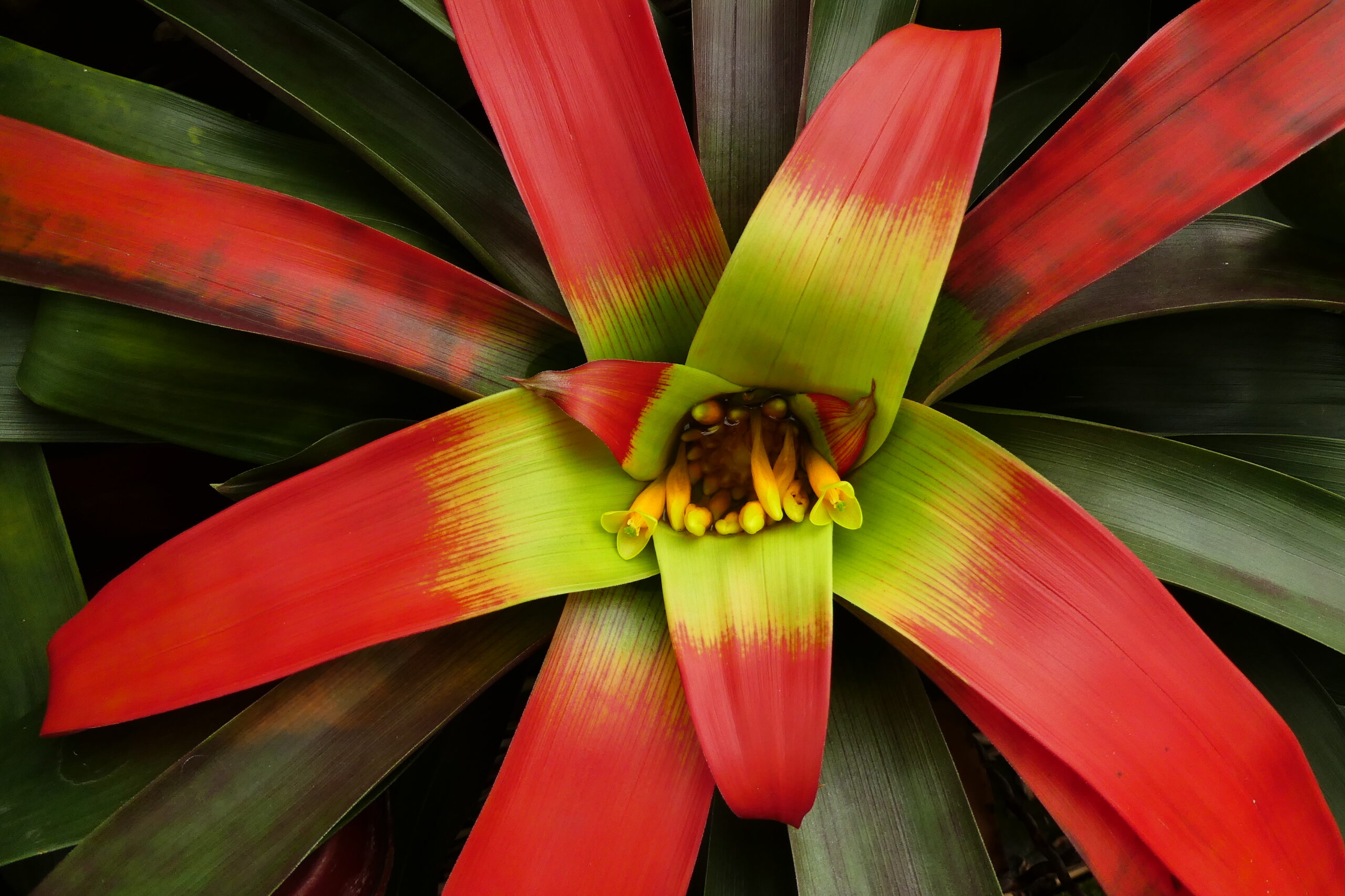 Guzmania sanguinea