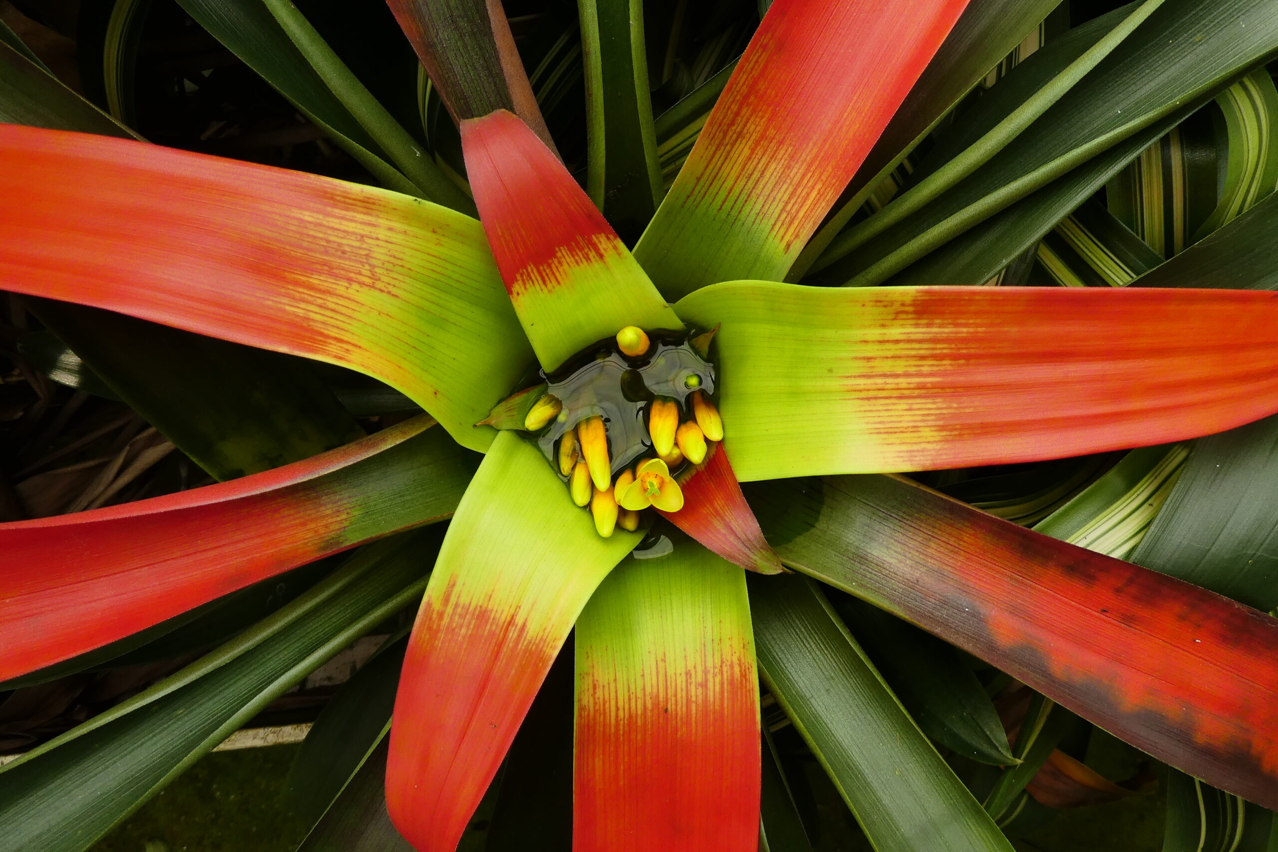Guzmania sanguinea – Bild 8