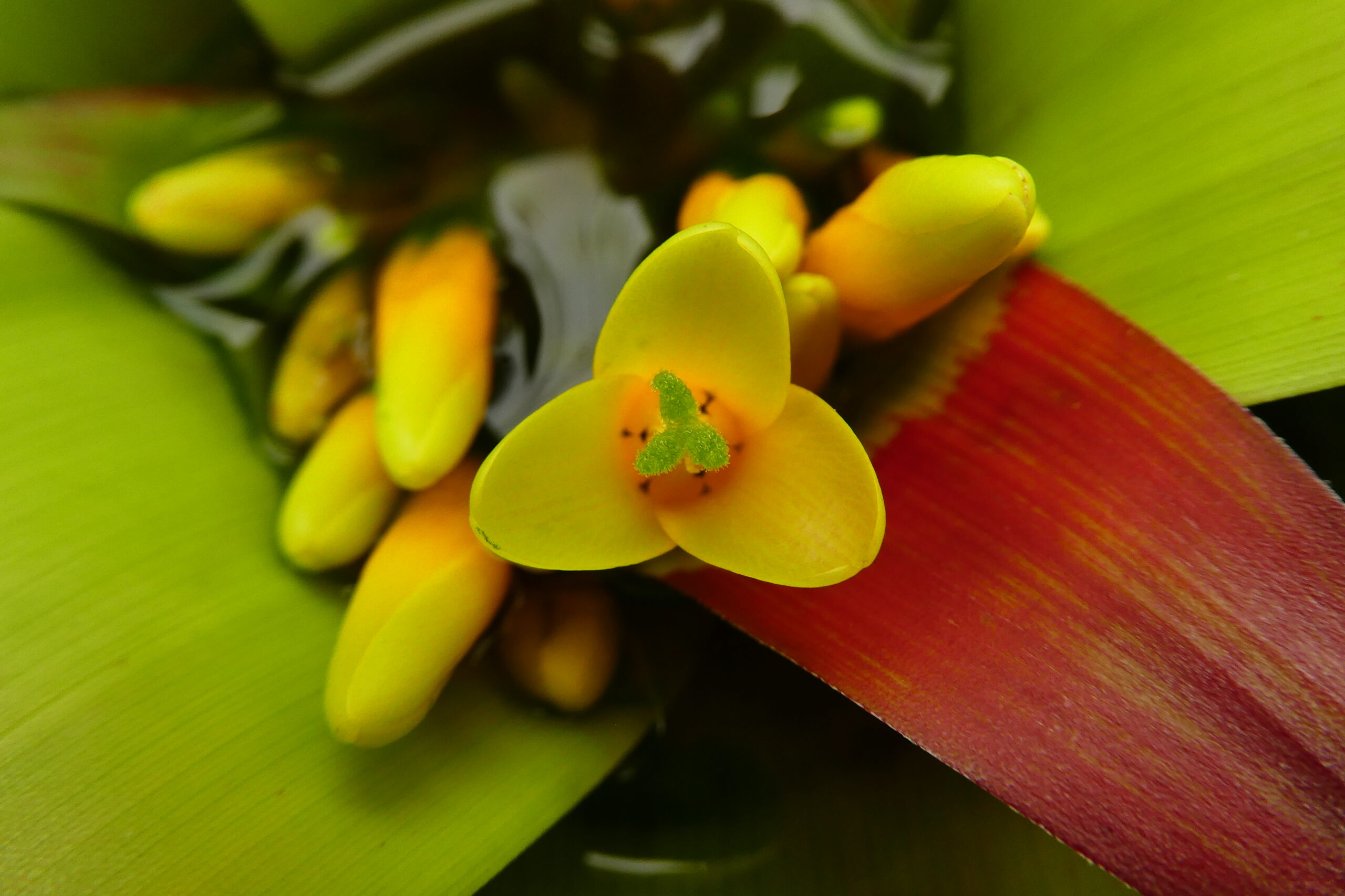 Guzmania sanguinea – Bild 2