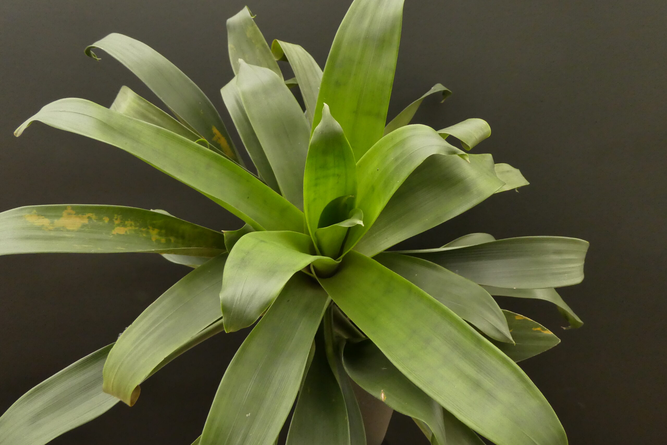 Guzmania sanguinea – Bild 3