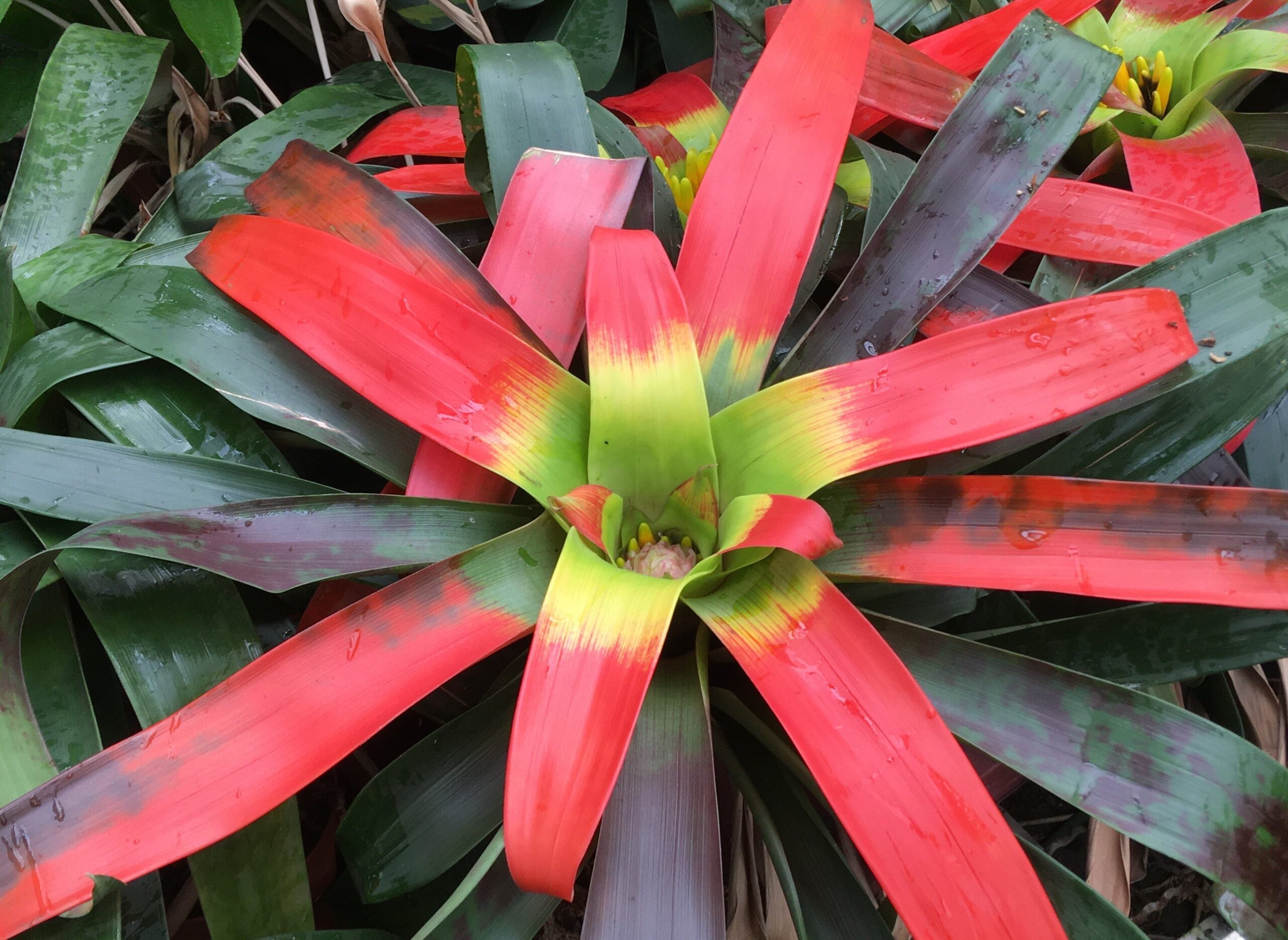 Guzmania sanguinea – Bild 5