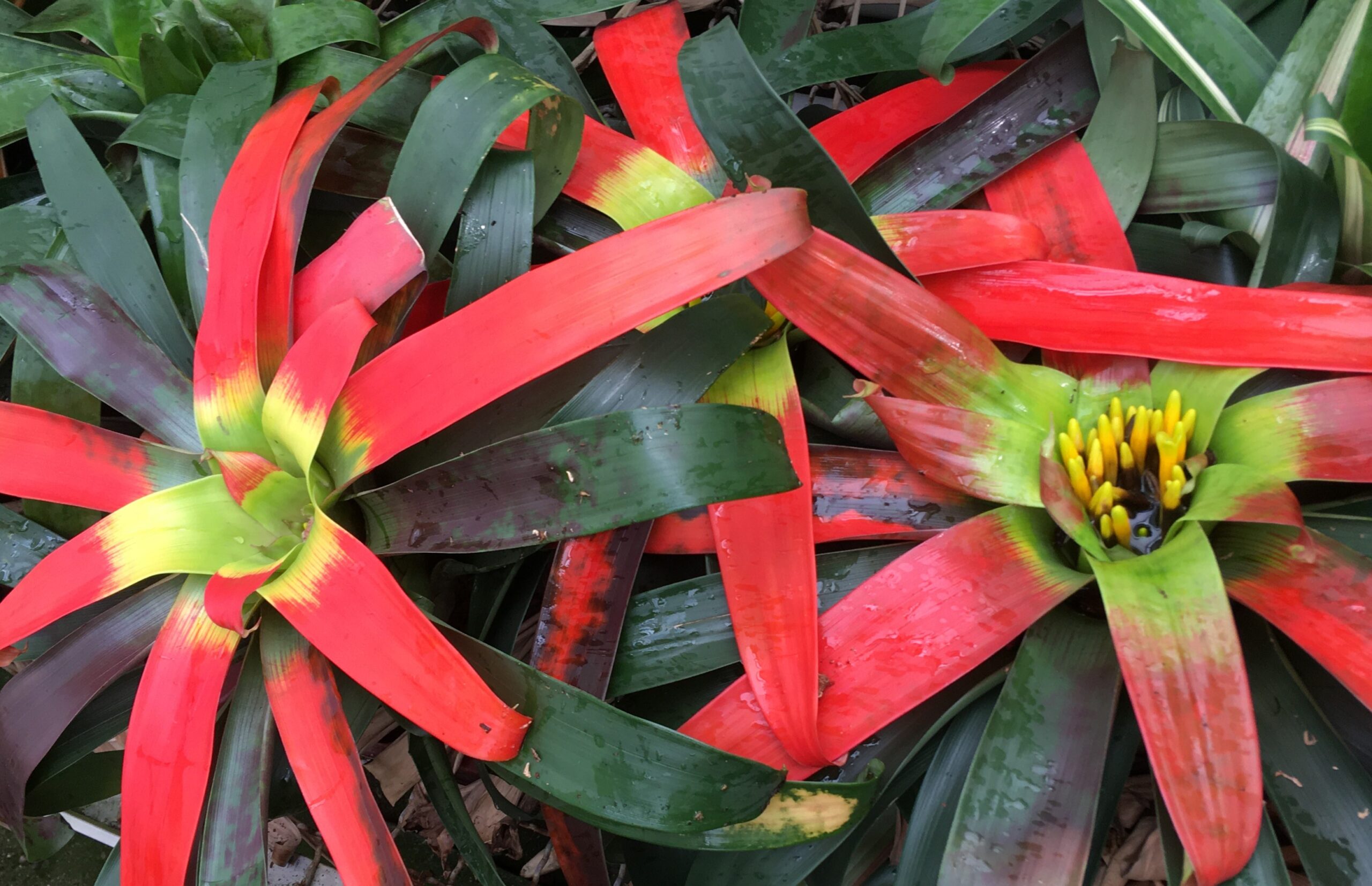 Guzmania sanguinea – Bild 4