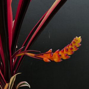 Aechmea Foster's Favorite 'Favorite'