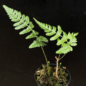 Humata repens (syn. Davallia repens)