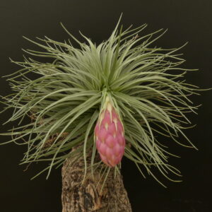 Tillandsia Unikat U1 (Holm’s Air Rose)