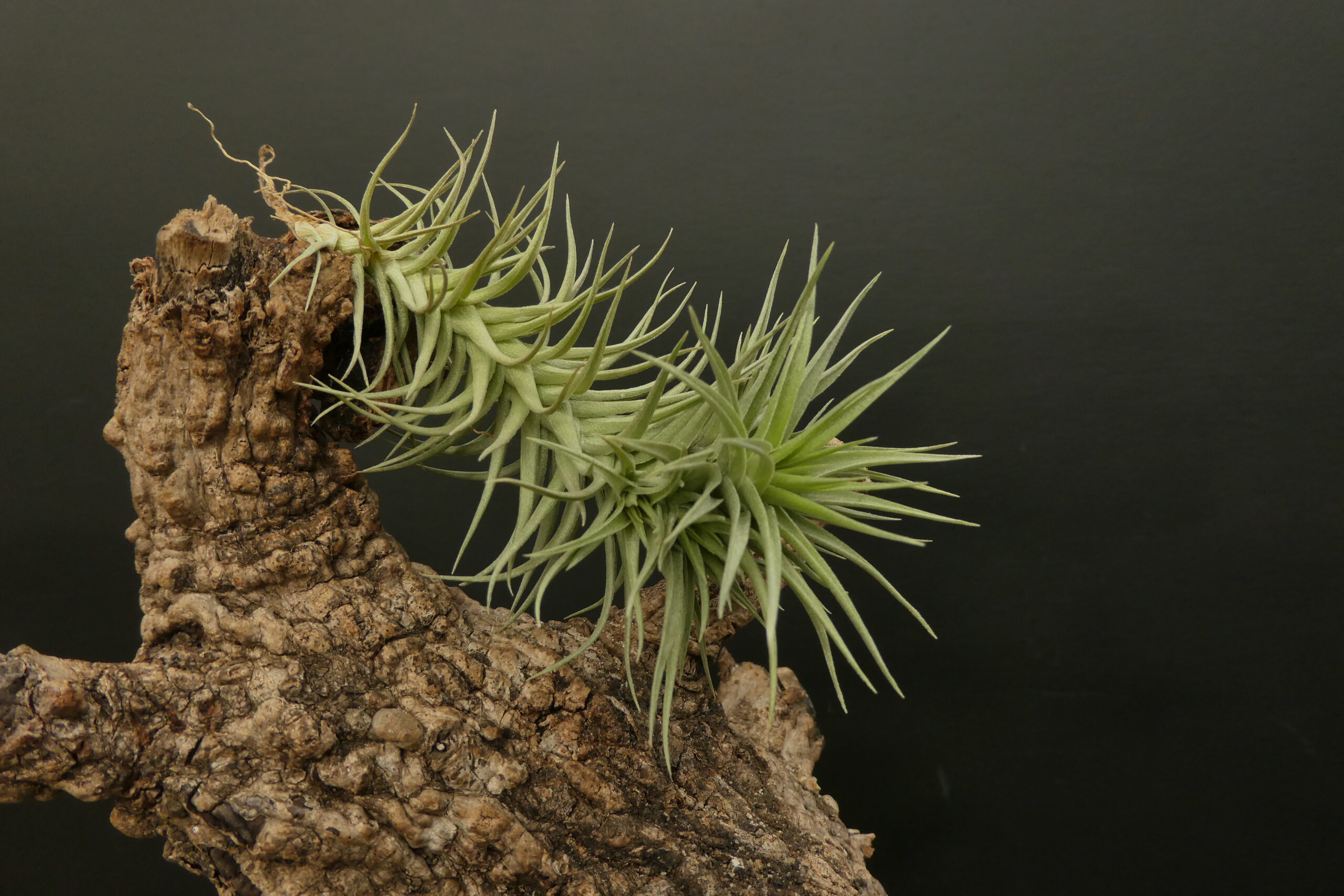 Tillandsia aeranthos 'Liliput'