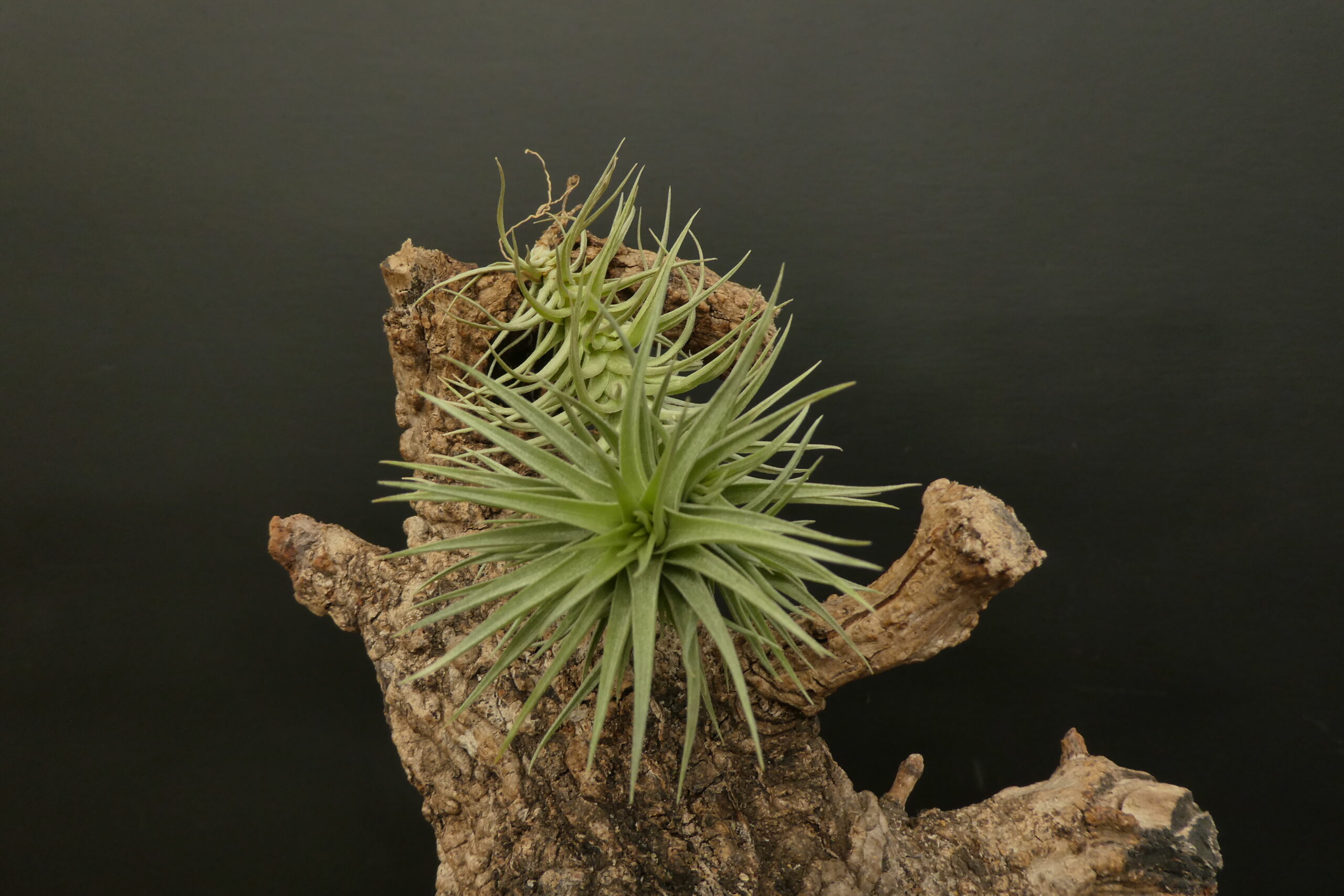 Tillandsia aeranthos 'Liliput' – Bild 2