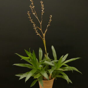 Catopsis morreniana 'Big Type'