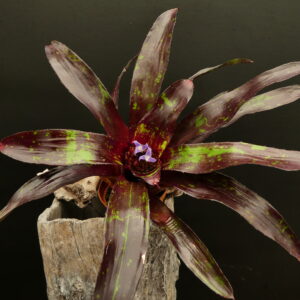 Neoregelia Hera Little Bright