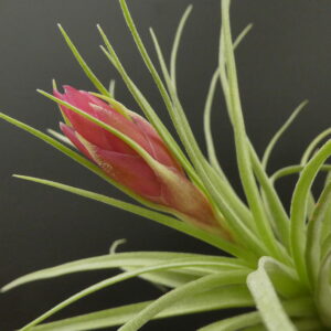 Tillandsia Holm's Rosy Diamond x Holm's Rose Garden