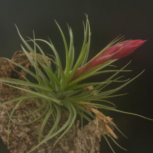 Tillandsia aeranthos 'Green Giant' x Remember Bob Holm