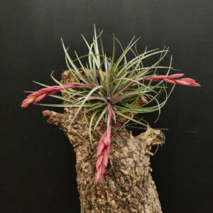 Tillandsia aeranthos x Remember Bob Holm
