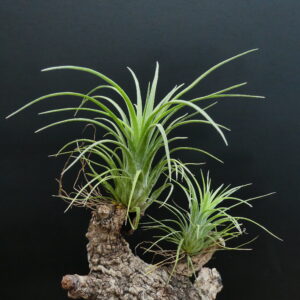 Tillandsia ionantha ‚Fuego‘ x streptophylla