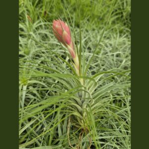 Tillandsia Rosy Gem x stricta 'grün'