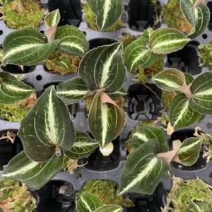 Anoectochilus leylii 'Grün'