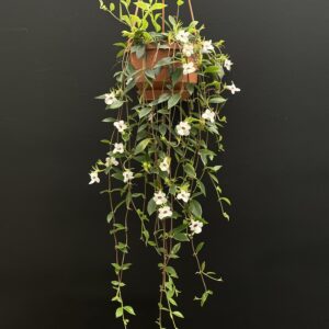 Codonanthe gracilis