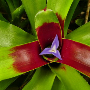 Neoregelia schultesiana