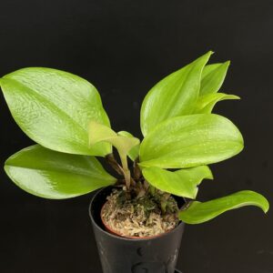 Zootrophion endresianum