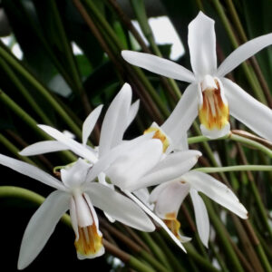 Coelogyne huettneriana