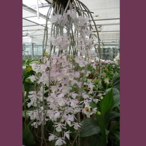 Dendrobium pierardii