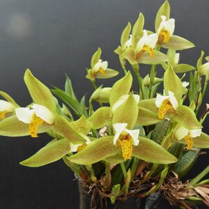 Lycaste deppei