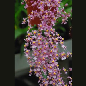 Oncidium ornithorynchum