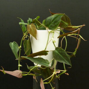 Philodendron melanochrysum