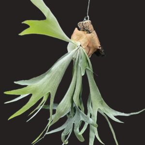 Platycerium bifurcatum (Geweihfarn)