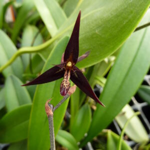 Pleurothallis anfracta