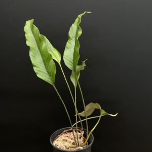 Pyrrosia lingua 'lingua'