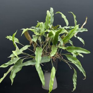 Pyrrosia lingua 'lingua'