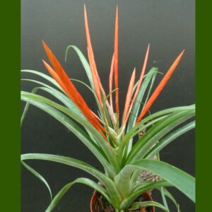 Tillandsia flabellata