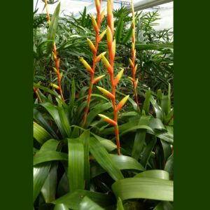 Vriesea psittacina