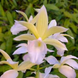 Phaius pulcher Alba x (schlechteri x pulcher Alba)