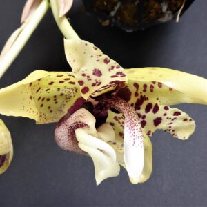 Stanhopea hernandezii
