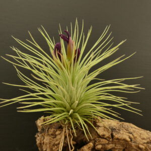 Tillandsia funckiana x fuchsii 'Mexico'